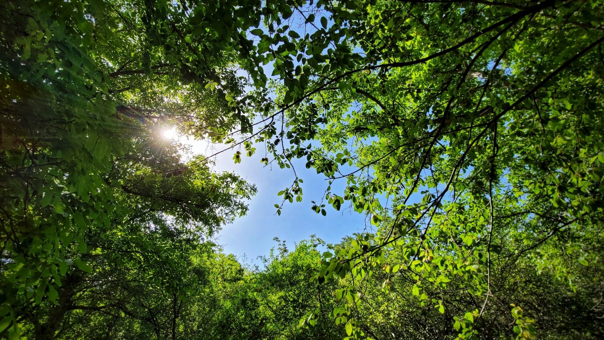 Mi Declaración de Identidad