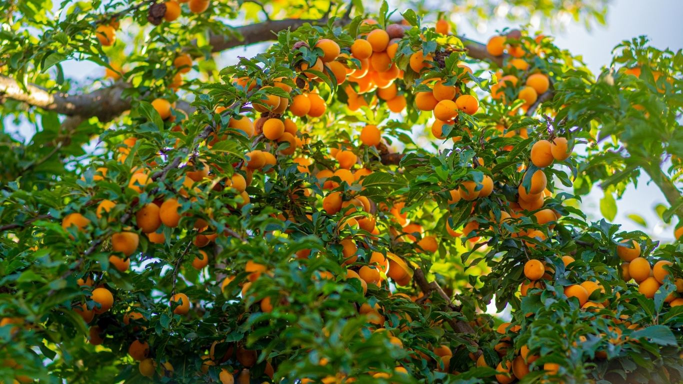Fruit of the Spirit Quiz